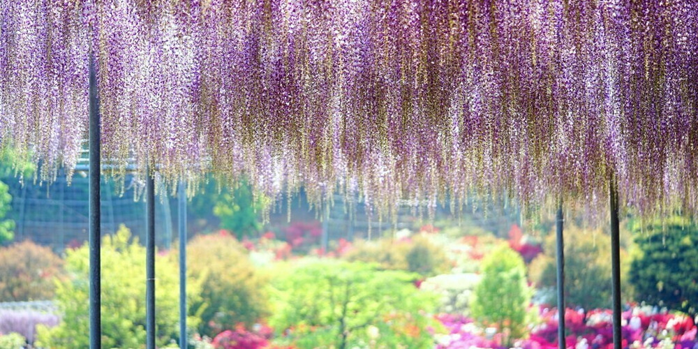 東日本 藤の花の優美な優しさに包まれる絶景スポット8選 Icotto イコット