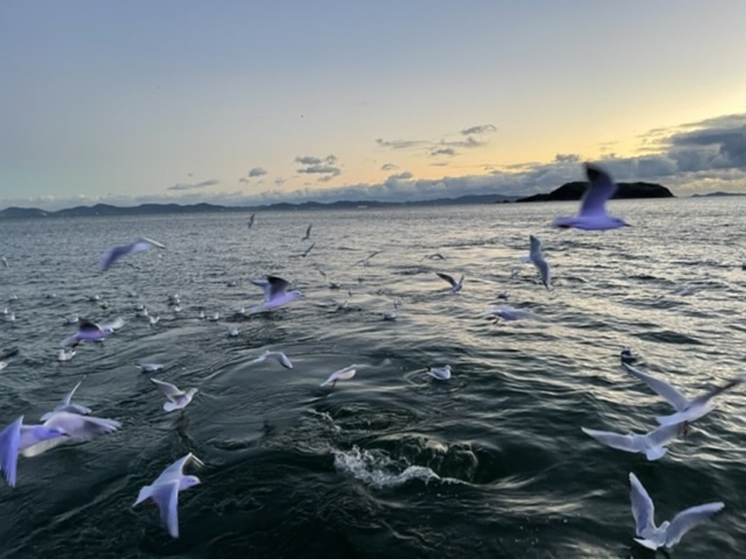 サンセットクルージング　うみうし餌付け