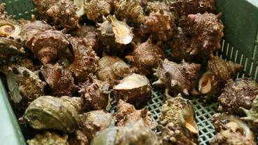 食事・飲み物 / 2