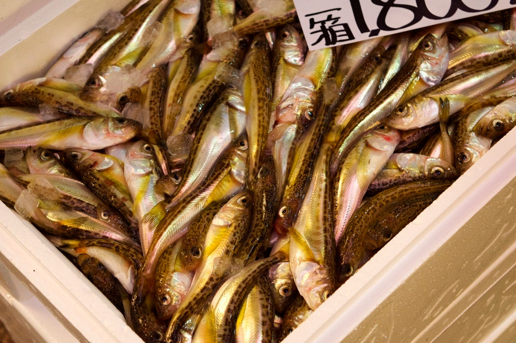 春も夏も美味しい金沢の食59931