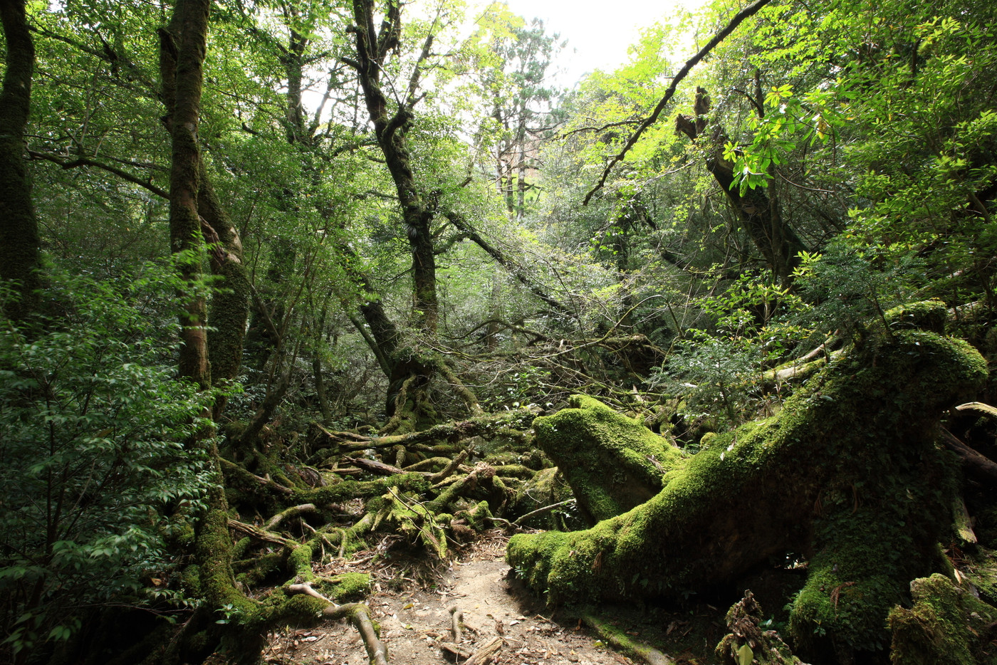 屋久島3461319