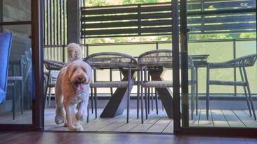 ペット同伴可 / 7