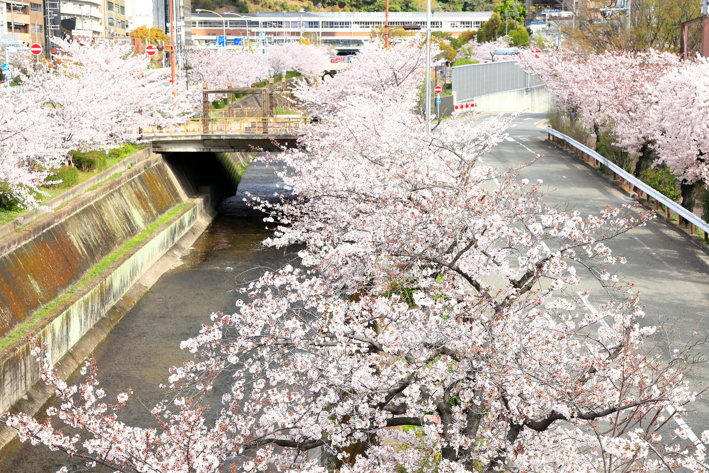 新神戸駅前の春のさくら風景