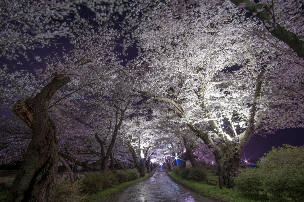 幻想的な世界へトリップ♪夜桜ライトアップ1558037
