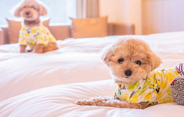 [Hakodate] Pets and I are both happy ♡ 10 recommended hotels and ryokan where you can stay with pets