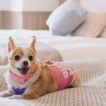 函館でペットと泊まれるホテル・旅館10選｜愛犬も私も幸せなペット可宿