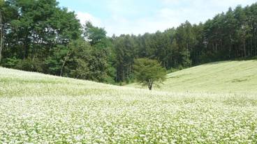 施設の敷地 / 17