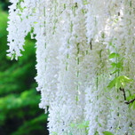 【穴場】鎌倉唯一の尼寺・英勝寺。四季の草花が上品で美しい