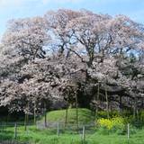 吉高の大桜（ヨシタカノオオザクラ）