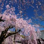 京都観光・春の嵐山・渡月橋で桜を楽しむ！