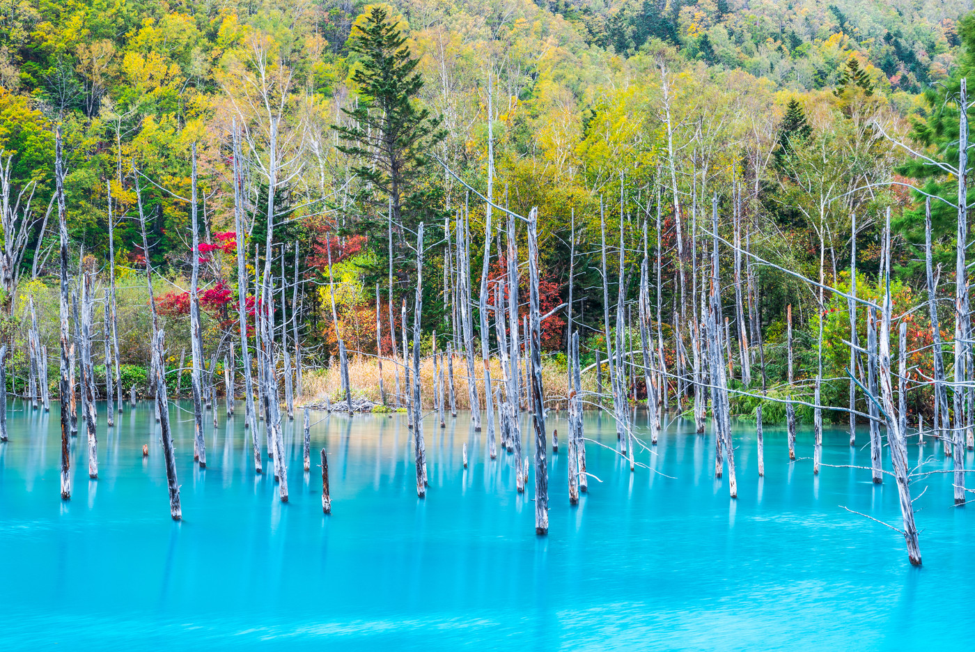 青い池 秋 （北海道上川郡美瑛町白金） 2017年10月撮影