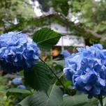 6月の京都観光は見どころ満載！1年の折り返しを京都散策で過ごしたい