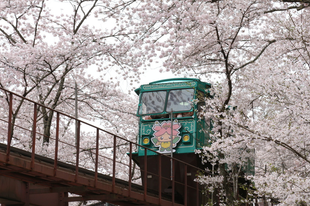 春の定番お花見♪今年はどこで楽しみますか？1559023