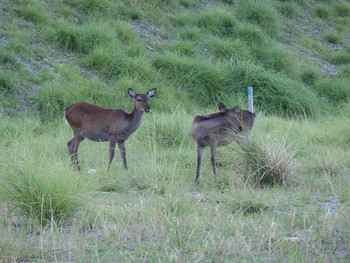 ケラマジカ（天然記念物）が普通に歩く離島1331662