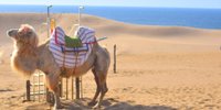 コナンも妖怪も砂丘も！一気にまわれる鳥取1泊2日ひとり旅プラン