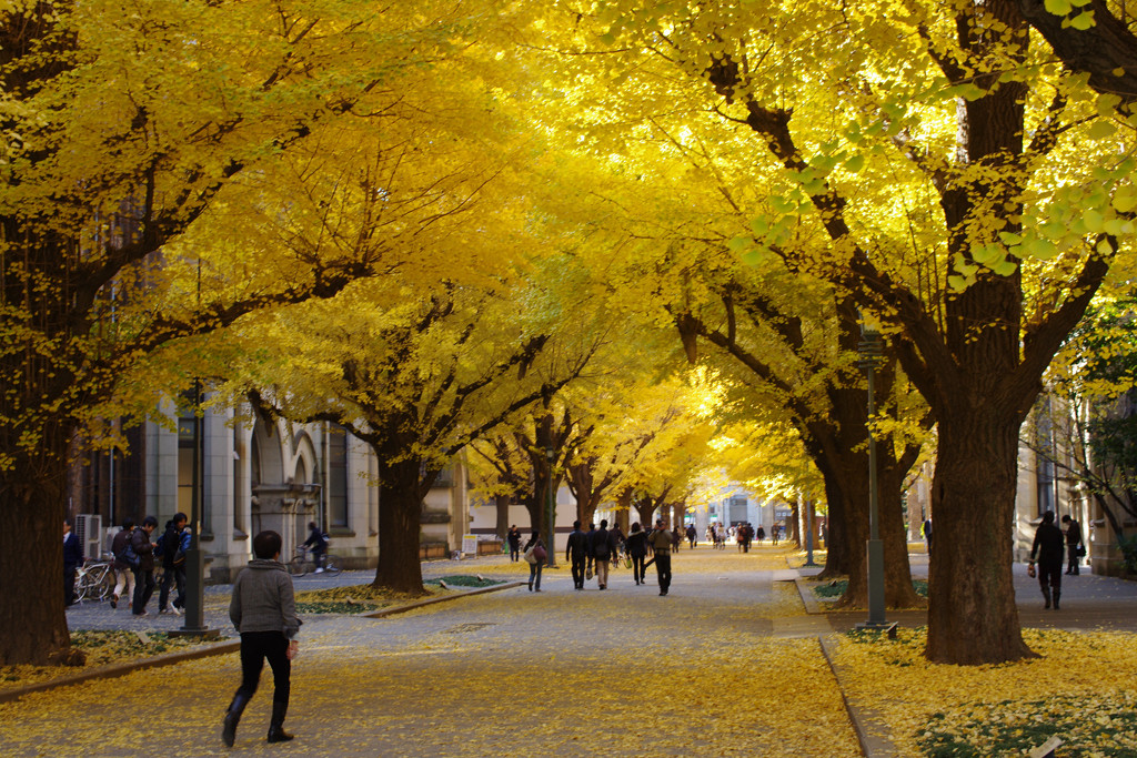 歴史が息づく自然豊かな「東京大学本郷キャンパス」71540