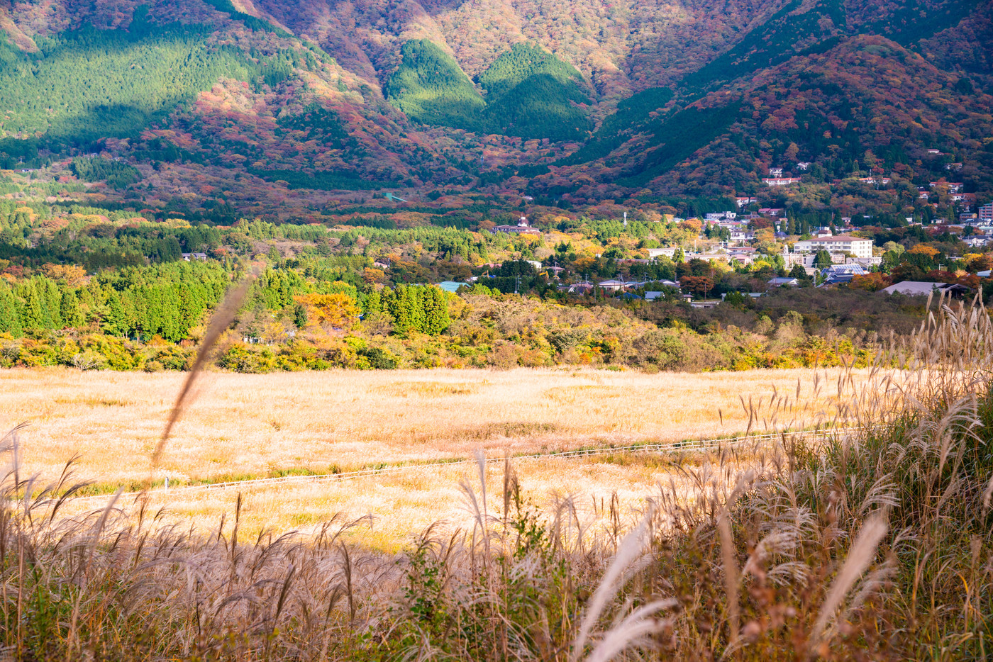 （神奈川県）箱根仙石原高原　ススキ野原