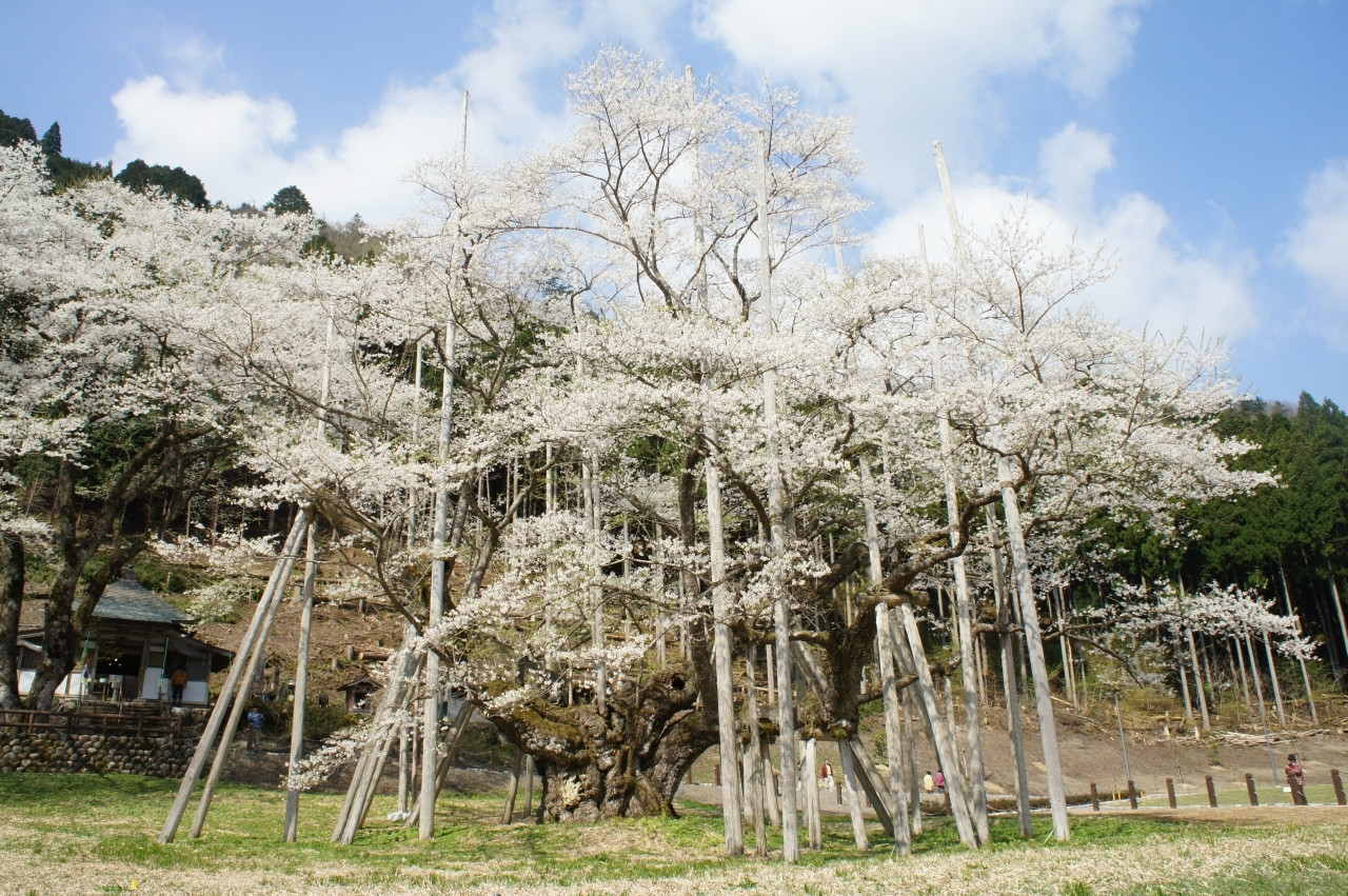 日本三大桜のひとつ、「根尾谷　淡墨桜」とは？1557836
