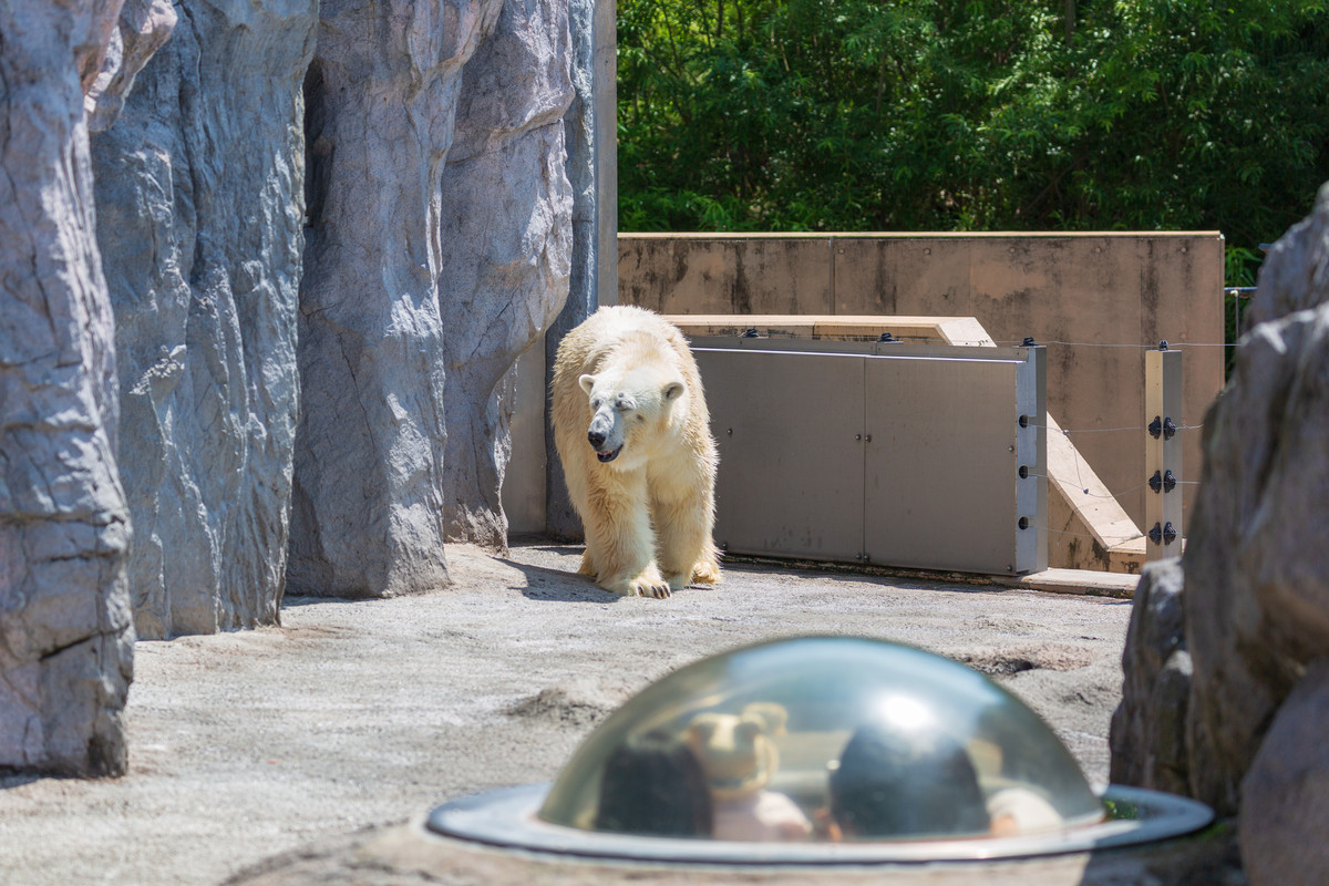 旭山動物園