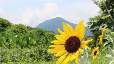 マウンテン ビュー / 12