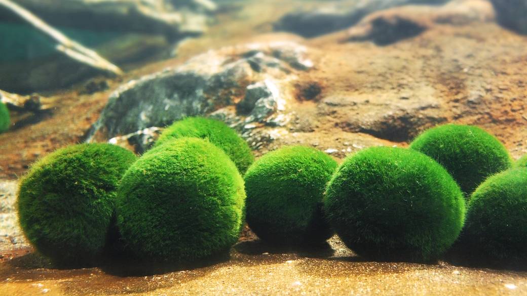 阿寒湖のまりも / 2