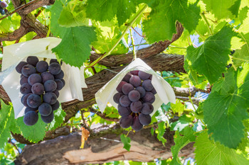 [Yamanashi] Grapes from the vineyard will be harvested soon