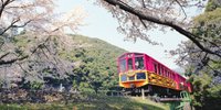 春風を感じてお花見へ♪嵯峨野トロッコ列車で保津峡の桜を見る旅