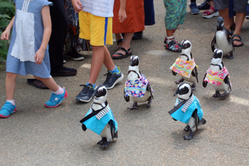 marching penguins