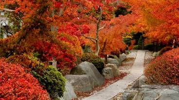 紅葉が見頃の庭園 / 12