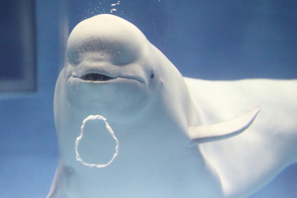 幸せのバブルリングが見たい 島根の水族館 アクアス でシロイルカに会いに行こう Icotto イコット 幸せのバブルリングが見たい 島根の水族館 アクアス でシロイルカに会いに行こう Icotto イコット