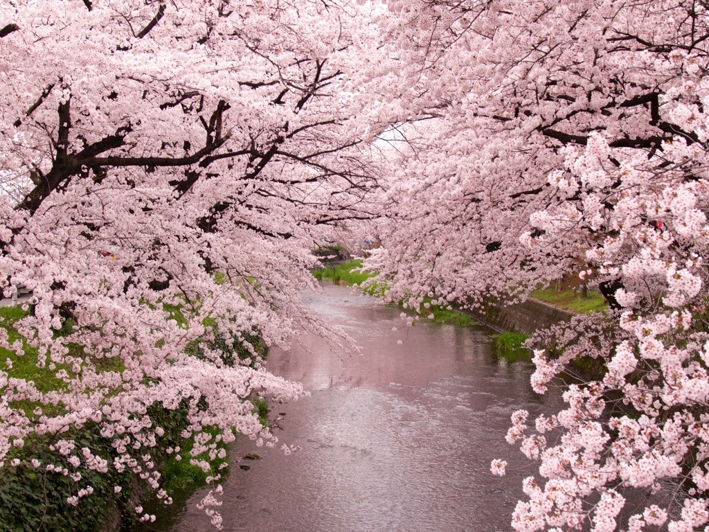 五条川の桜を知っていますか？1561767