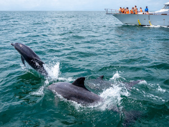 Dolphins jumping in front of you