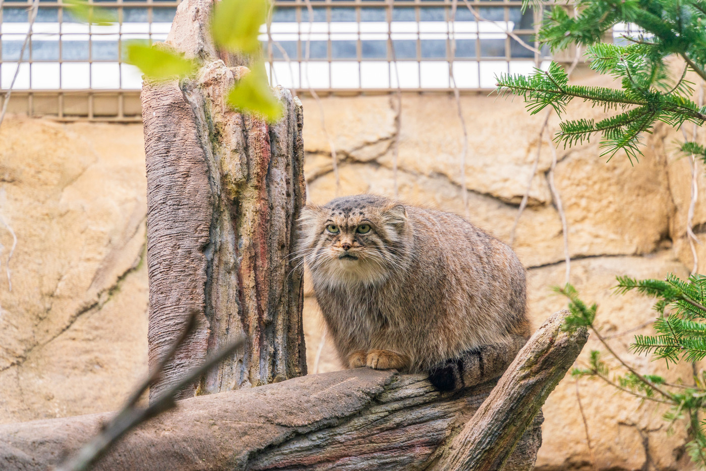 ヤギの餌やり