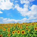 これぞ夏休みっぽい風景！神奈川県・座間市のひまわり畑が圧巻