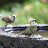 磯部温泉 舌切雀のお宿 ホテル磯部ガーデン（群馬県 旅館） / 4