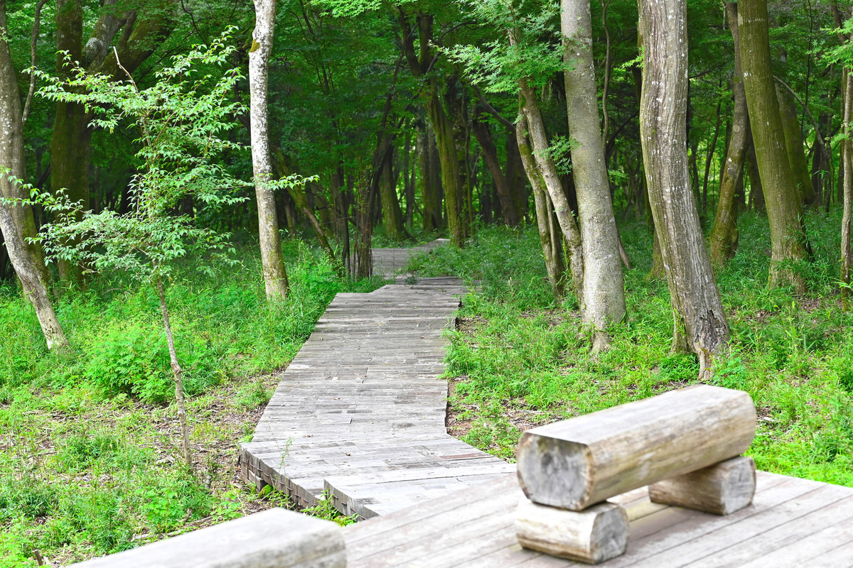 ポーラ美術館 森の遊歩道