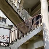 フォルテ（八丈島）（東京都 ビジネスホテル） / 5