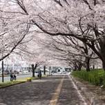 行楽シーズンは茨城へ！首都圏からもアクセスしやすい桜まつり7選