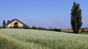 ランド ビュー / 11