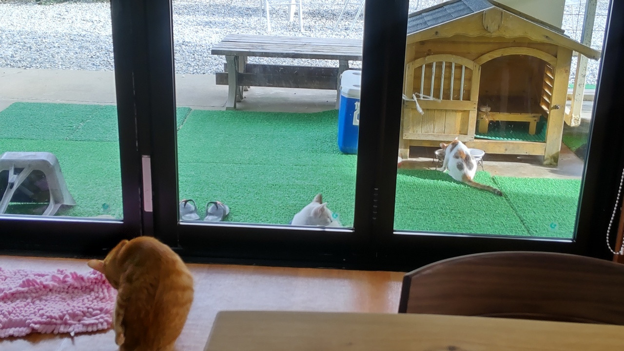 飼い猫と野良猫