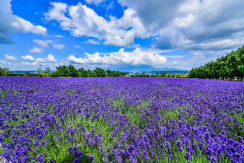 A trip for two in Hokkaido during the refreshing summer♡3490403