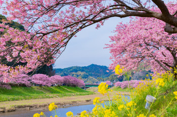 Kawazu Cherry Blossom Shizuoka Minami Izu-cho, Kamo-gun Minami Izu-machi Minami no Sakura and Rape Blossom Festival