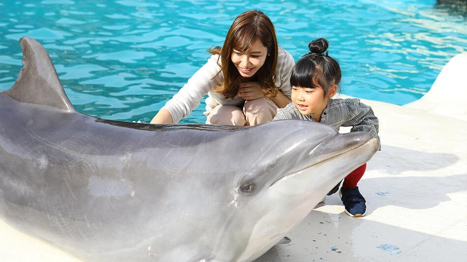 イルカと触れ合えて大興奮！特別な思い出ができるファミリー向けホテル3965004