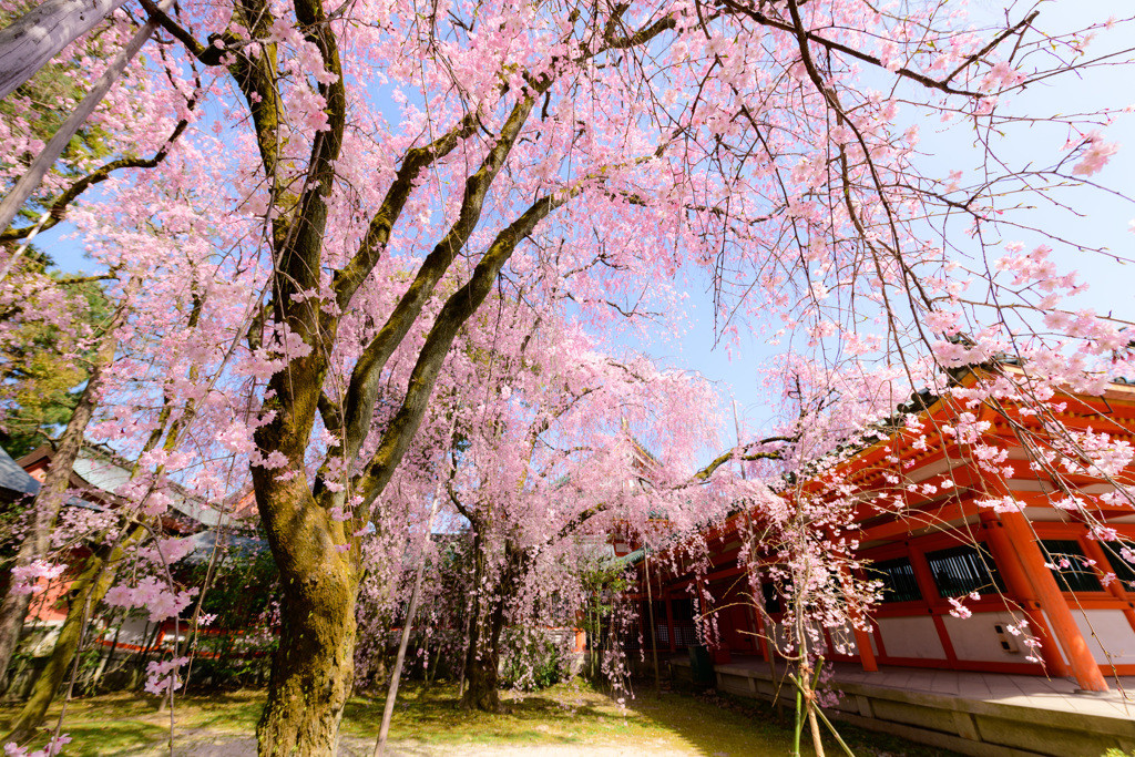 フォトジェニックな桜と古都を楽しむ女子旅♪2102540