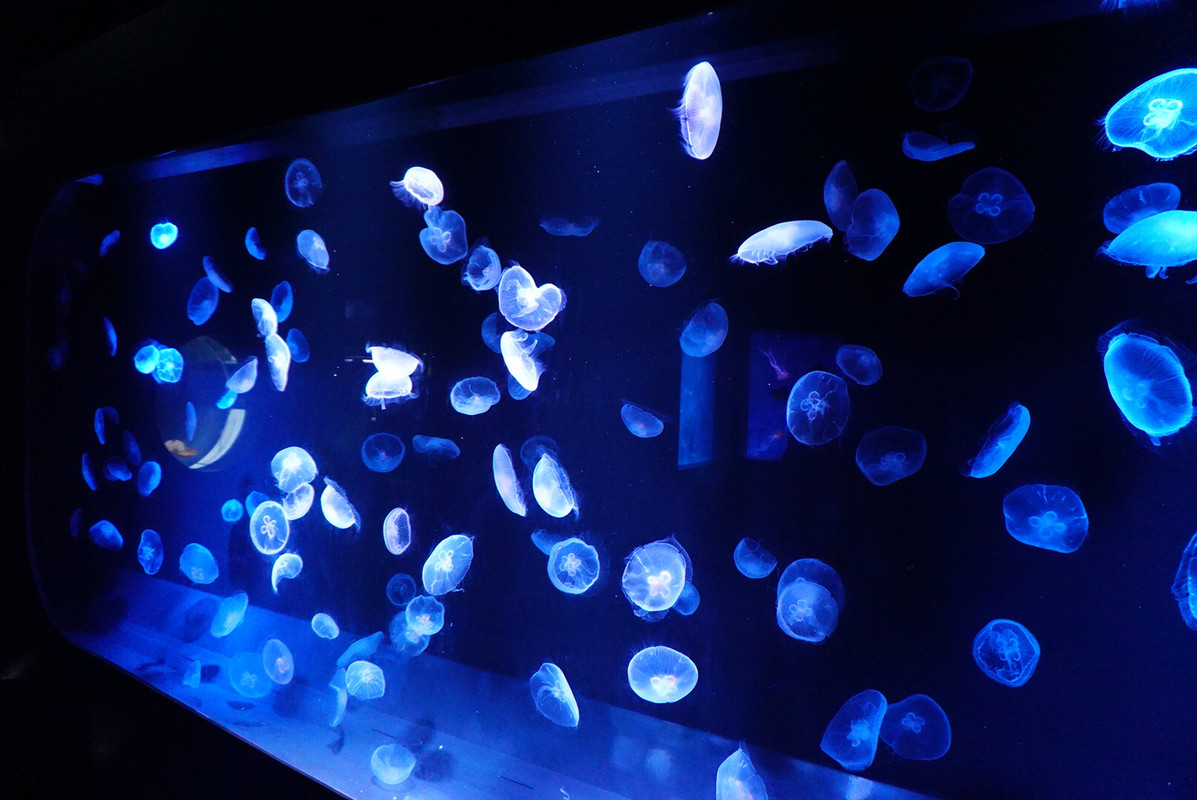 京都水族館
