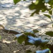 高千穂 離れの宿 神隠れ（宮崎県 旅館） / 5