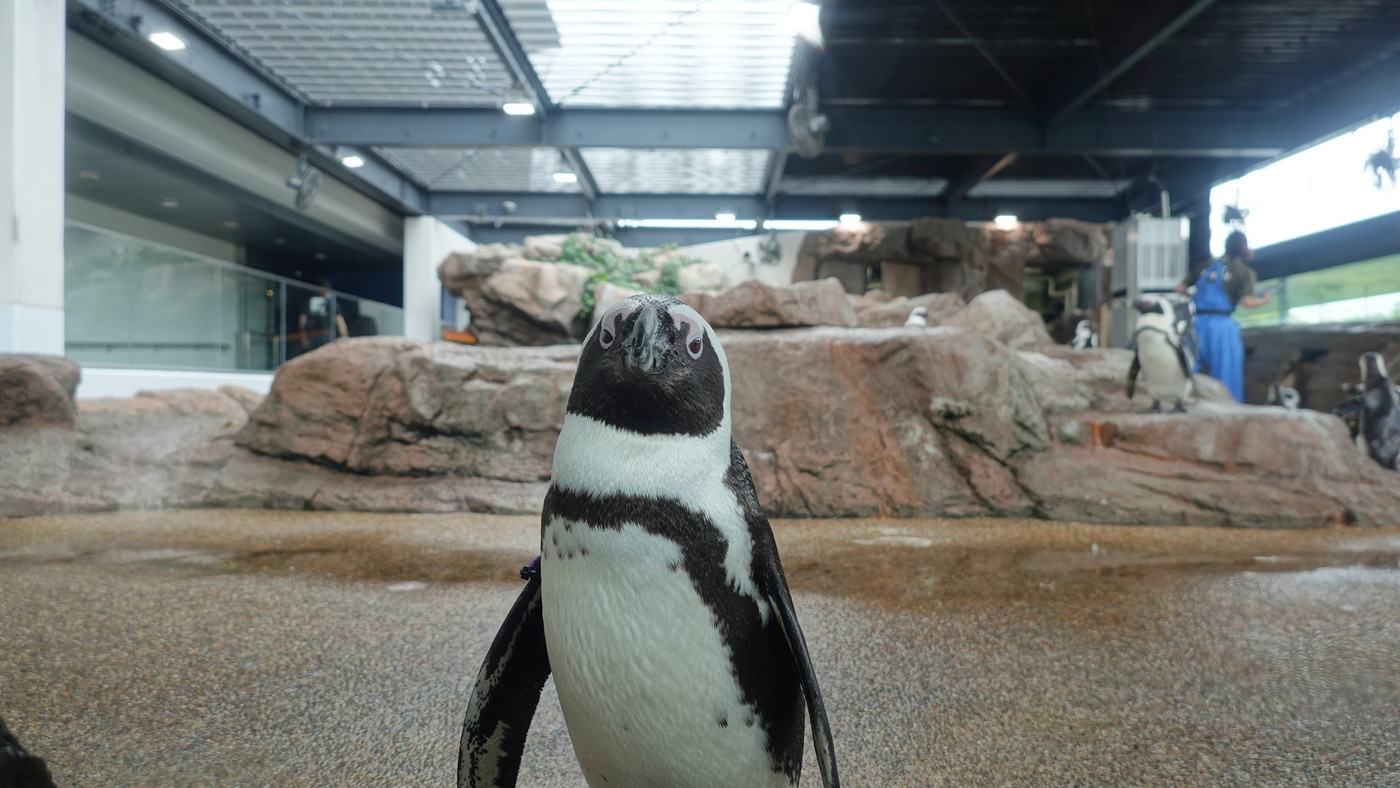 水族館のペンギン