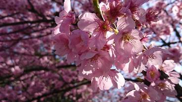 観光スポット / 11