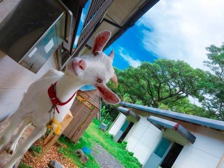 屋久島 民宿すぎのこ / 3