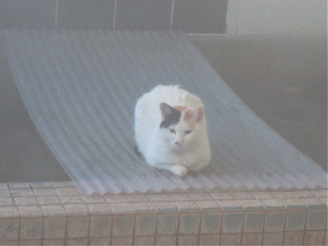 湯船には『猫』の先客がどいてくれず･･･